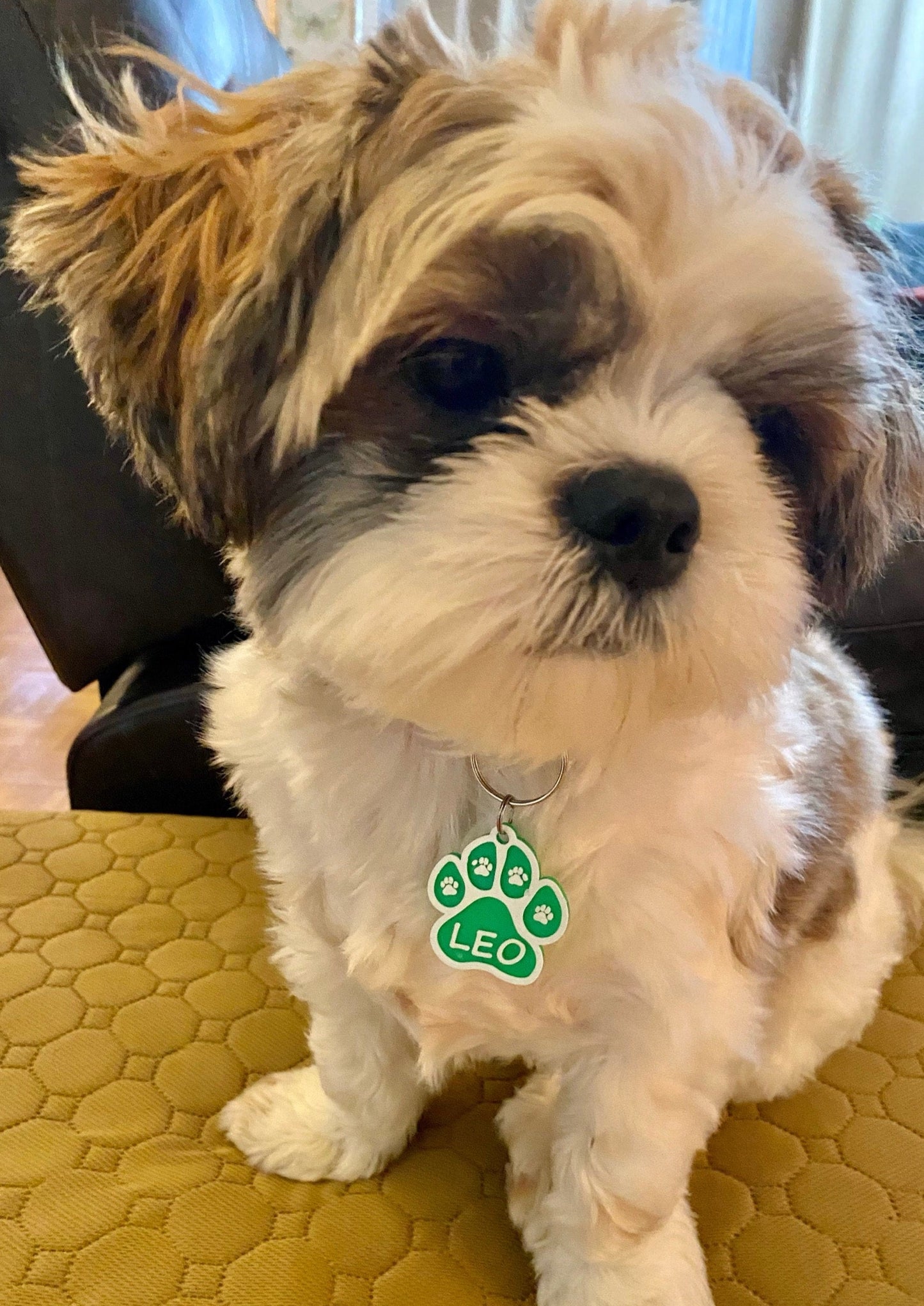 Paw ID Tag
