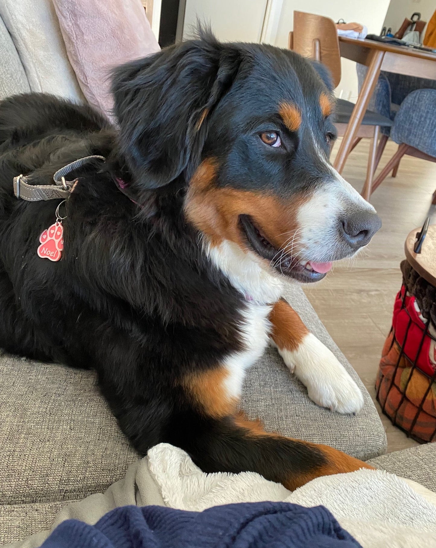 Paw ID Tag